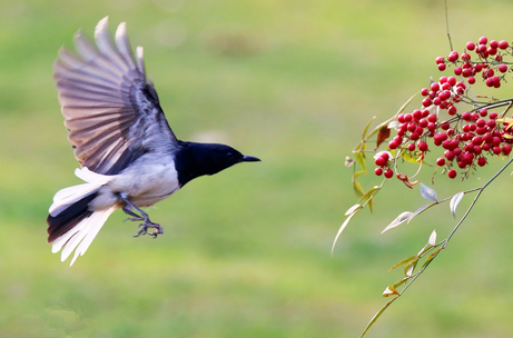 如何训养野鸟 详解3种训养野鸟的方法