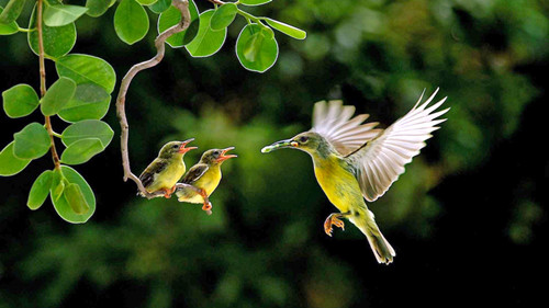 鸟类的羽毛 给鸟怎么美容需要注意的事项