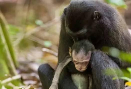 花果山一母猴怀抱死去幼崽  不忍抛弃