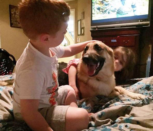 狗狗街头流浪时被收养 为报恩用生命保护主人