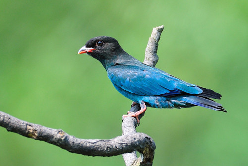 鸟的天敌是什么 鸟有哪些天敌需要注意事项