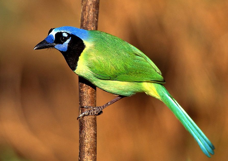 养鸟需要注意什么 详解夏季养鸟须知