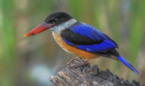 画眉鸟怎样洗澡 给鸟洗澡可以采用四种方法