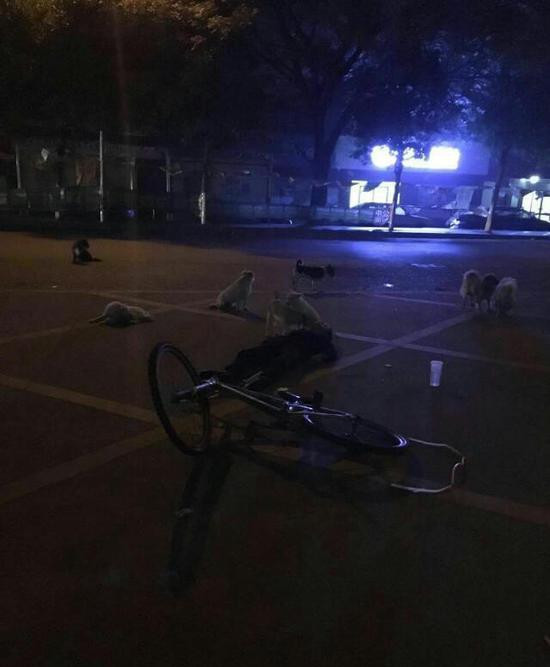 老人不幸骑车身亡 收养流浪犬不离不弃