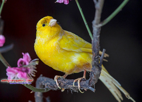 金丝雀的饲养方法 五种不同金丝雀的饲养方法