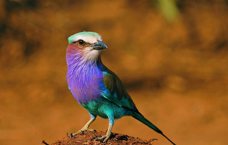 如何训练鸟鸣唱 鸣唱是各种鸣禽的本能