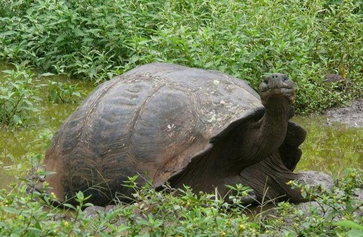 乌龟有寄生虫吗 乌龟的寄生虫病主要症状