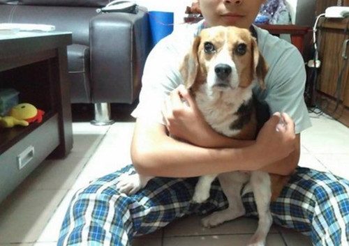 狗狗2年间被打了200多针 看见人就会抬起腿