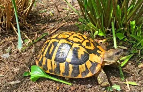 男子野外发现一对连体小龟 急中生智就小龟