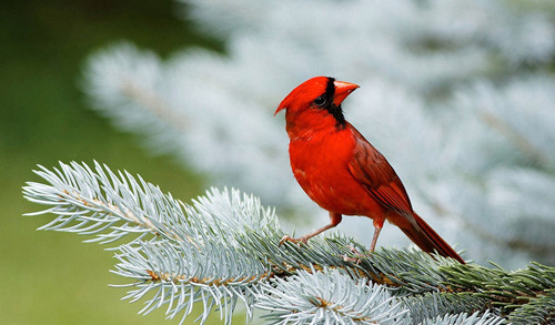 啼鸟健康 怎样视诊笼鸟的健康状况