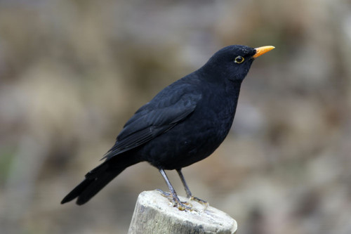 鸟的消化系统 怎样治疗笼鸟消化系统疾病