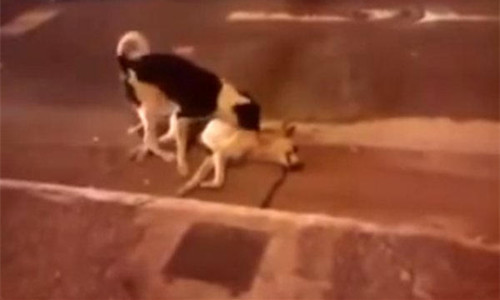 白狗倒地不起 黑狗用全身来守护它