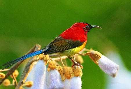 怎么训练鸟说话 训练的环境要安峥