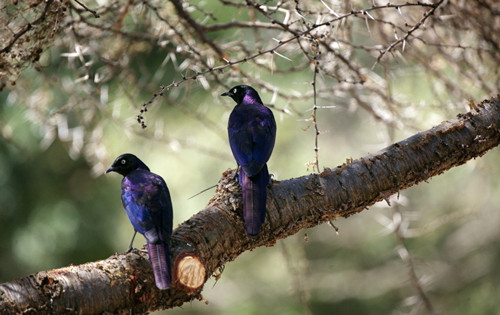 蜡嘴鸟训练 驯鸟学技艺需要注意的事项