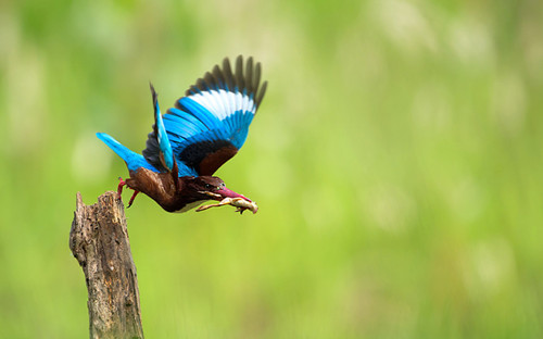 画眉鸟的眼睛 治疗鸟的眼疾需要注意事项