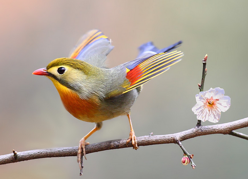 红嘴相思鸟的饲养管理 家养可自制竹笼
