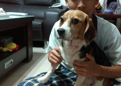 狗狗2年间被打了200多针 看见人就会抬起腿