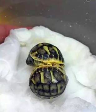 男子野外发现一对连体小龟 急中生智就小龟