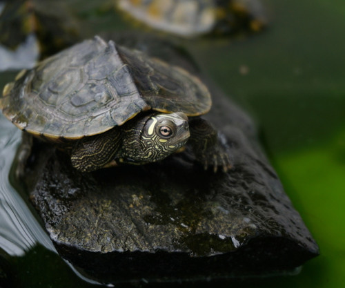 乌龟常用药 乌龟常用药物需要注意的事项