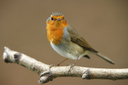 鸟的产卵 怎样治疗笼鸟产卵期的疾病