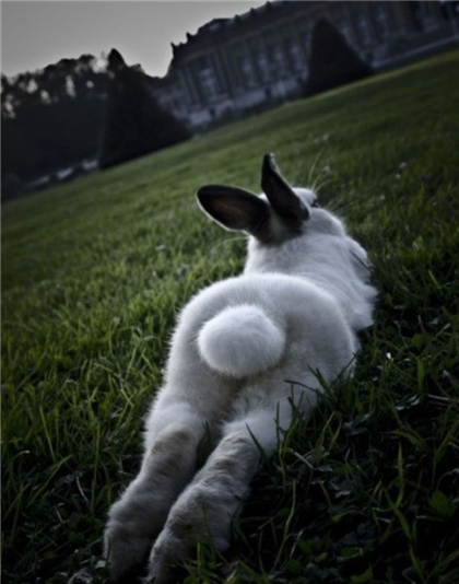 静静的草地，浑圆的臀部，性感么。。。