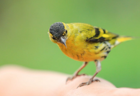 如何驯养手玩鸟 建议从雏鸟开始驯养