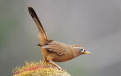 如何为画眉鸟过笼 利用它怕人的特点来过笼