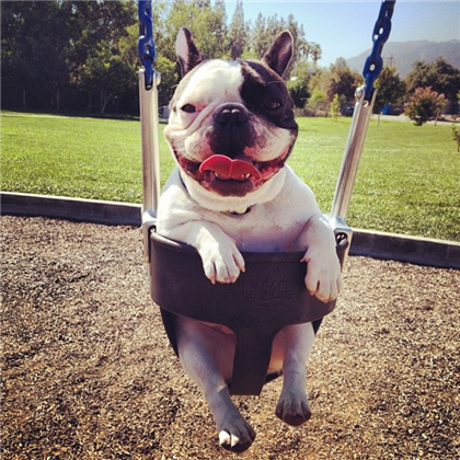 二货斗牛犬荡秋千卖萌无极限！