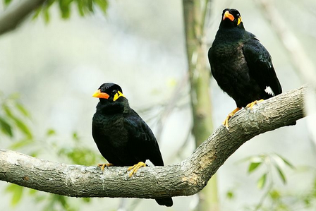 如何教鹩哥说话 训练时间最好选择在清晨