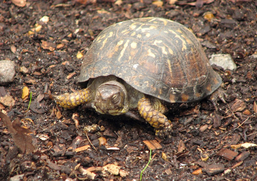 小乌龟食物 乌龟食物及药物中毒注意事项