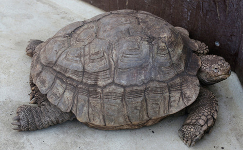 乌龟外伤 乌龟外伤的主要症状及预防方法