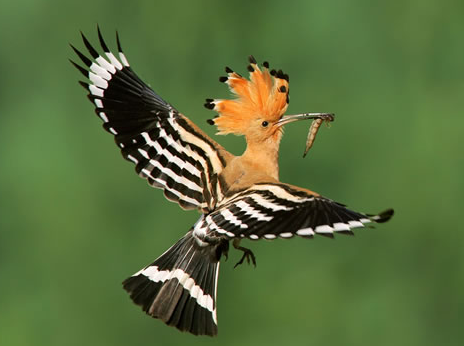 戴胜鸟的饲养管理 戴胜鸟是以色列国鸟