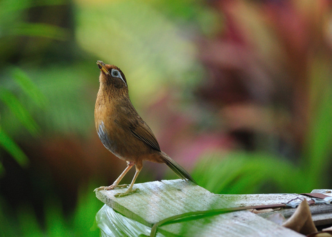 画眉鸟的饲养有何技巧 画眉鸟非常爱清洁