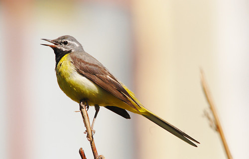 鸟的营养价值 怎样治疗笼鸟营养性的疾病