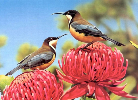 如何帮助笼鸟渡过换羽关 六七月是换羽期