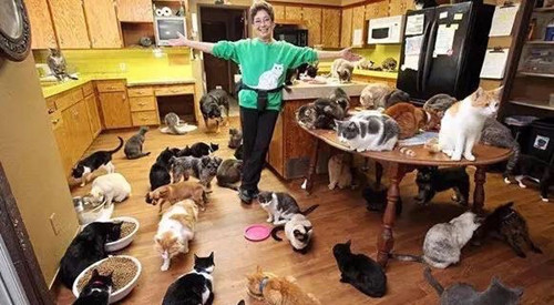 美国奶奶养了1100只猫 简直猫山猫海不忍直视