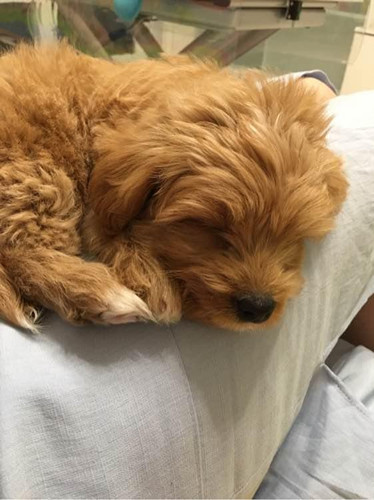 小狗狗常被主人毒打 和人相处时总小心翼翼