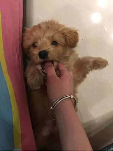 小狗狗常被主人毒打 和人相处时总小心翼翼