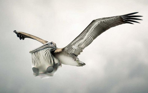 如何驯鸟叼硬币 鸟叼硬币有两种玩法