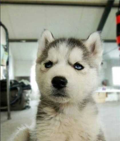 哈士奇，一副欠了几百万的表情@_@