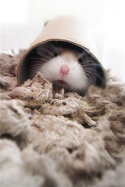 幸福是一只温暖的荷兰猪~