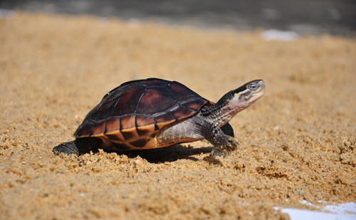 乌龟冬眠后不吃东西 乌龟冬眠死亡症的主要症状