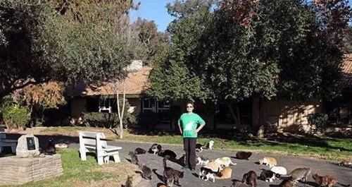 美国奶奶养了1100只猫 简直猫山猫海不忍直视