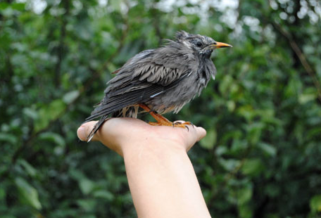 如何让小鸟站到手上 让小鸟经常和人接触