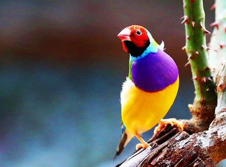 七彩文鸟的养殖方法 注意生长温度饲料管理