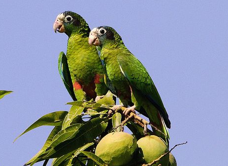 亚马逊鹦鹉怎么养 亚马孙鹦鹉的饲养管理