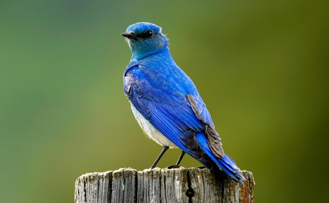如何给鸟洗澡 详解鸟儿的三种洗澡方式