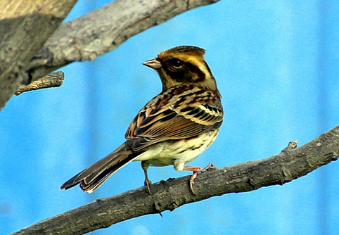如何驯养百灵鸟 从雏鸟就要开始训练
