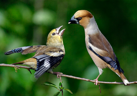 小鸟怎样繁殖的 4招轻松学会繁殖小鸟