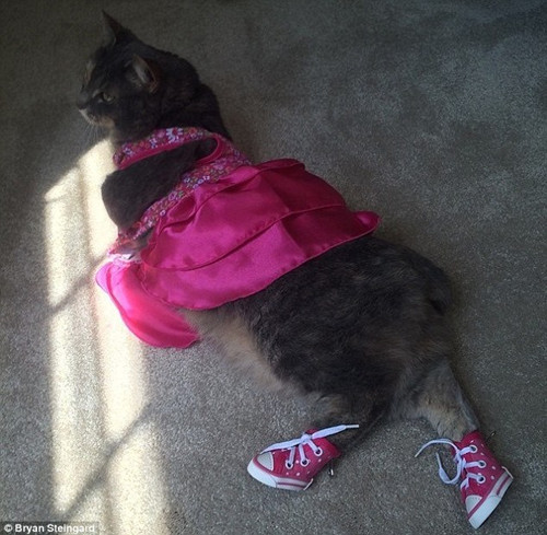 未找到女伴 小伙用宠物猫参加毕业舞会